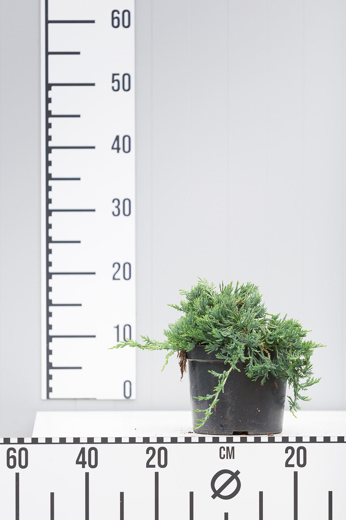 Можжевельник горизонтальный Вилтони